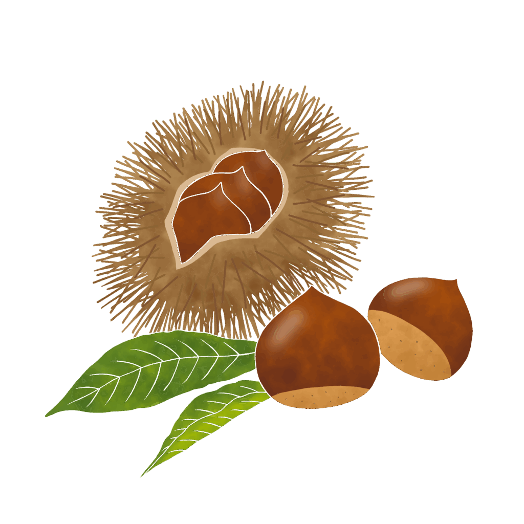 栗のイラスト